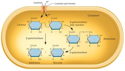 Lactose metabolism and allolactose formation