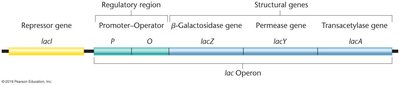 lac operon gene structure