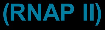 (RNAP II)