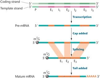 Posttranscriptional RNA processing in eukaryotes: capping, splicing, and tail addition