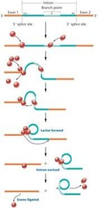 Model of the splicing mechanism for removal of a spliceosomal intron