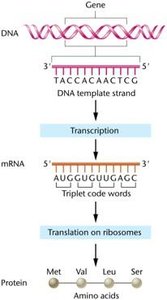 Flowchart illustrating how genetic information encoded in DNA produces protein