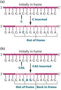 The effect of frameshift mutations on a DNA sequence with the repeating triplet sequence GAG