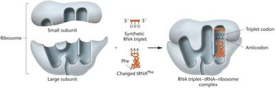 Triplet binding assay: ribosome, synthetic RNA triplet, and charged tRNA