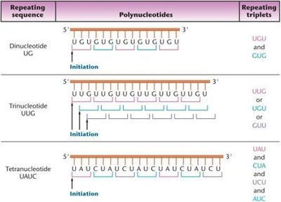 Conversion of di-, tri-, and tetranucleotides into repeating RNA copolymers