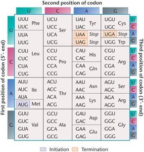 The coding dictionary: codon chart showing amino acid assignments