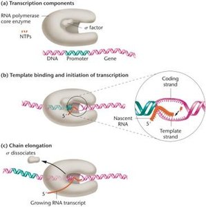 Early stages of transcription in bacteria: components, template binding, and chain elongation