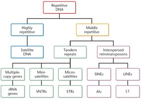 Categories of repetitive DNA: highly repetitive (satellite DNA, multiple-copy genes, minisatellites, VNTRs, microsatellites, STRs) and middle repetitive (SINEs, LINEs)