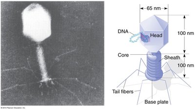 Bacteriophage infecting E. coli