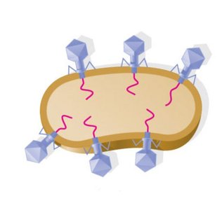 Bacteriophage life cycle