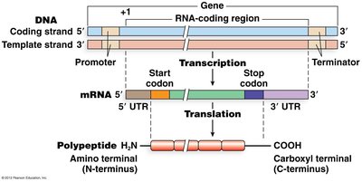 Diagram of gene expression from DNA to protein