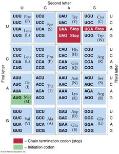 Genetic code table showing codons and corresponding amino acids