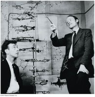 Watson and Crick with DNA model
