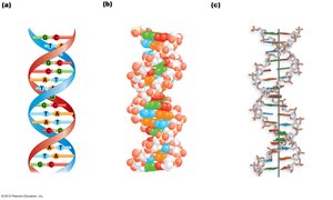 Three representations of DNA structure