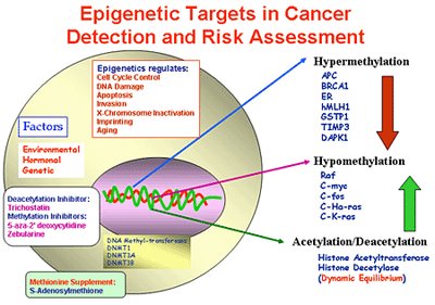 Epigenetic targets in cancer detection and risk assessment