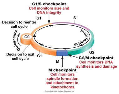 Diagram of cell cycle checkpoints