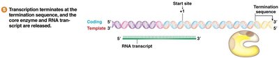 Termination of transcription and release of RNA