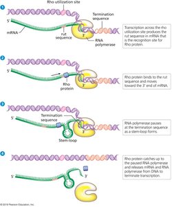 Rho-dependent termination mechanism