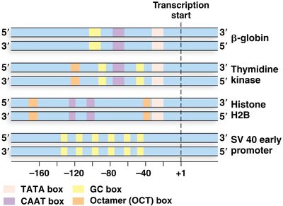 Examples of regulatory promoter elements in different genes