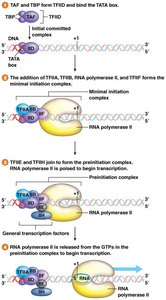Assembly of general transcription factors and RNA polymerase II at the promoter