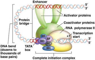 Enhancer-mediated DNA bending and assembly of the transcription initiation complex