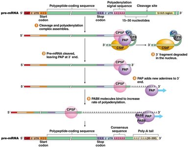 Steps of polyadenylation and addition of poly-A tail