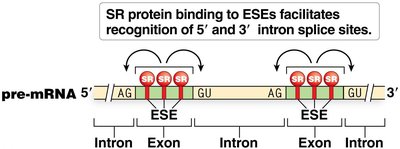 SR protein binding to exonic splicing enhancers (ESEs)