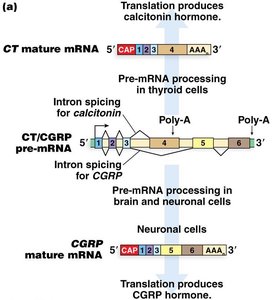 Diagram of alternative splicing producing different mature mRNAs