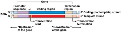 Diagram of gene structure showing promoter, coding region, and termination region