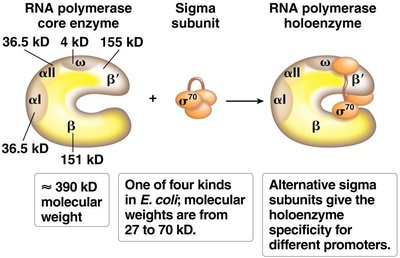 Structure of RNA polymerase core enzyme and holoenzyme with sigma subunit