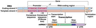 Diagram of bacterial gene showing promoter, consensus sequences, and coding region