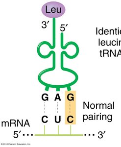 tRNA anticodon pairing with mRNA codon