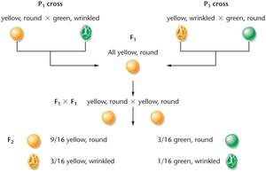Dihybrid cross showing F2 phenotypic ratio