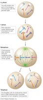 Overview of mitosis stages