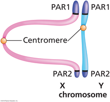 X and Y chromosome pairing via PARs