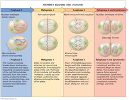 Stages of meiosis II