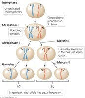 Meiosis and the law of segregation