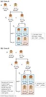 X-linked genetic model for eye color inheritance