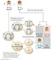 Exceptional progeny from X-chromosome nondisjunction
