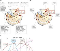 Cell cycle checkpoints and cyclin/CDK regulation