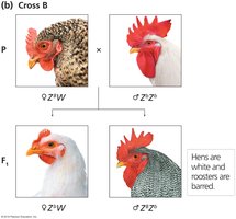 ZW inheritance in poultry: Cross B