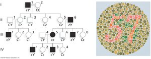 Pedigree of X-linked recessive color blindness