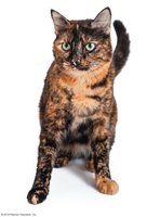 Calico cat showing mosaic coat color