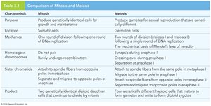 Comparison of mitosis and meiosis