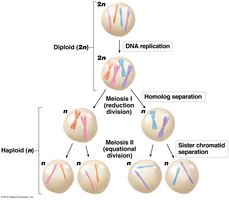 Overview of meiosis: chromosome replication and separation