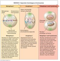 Stages of meiosis I: metaphase, anaphase, telophase