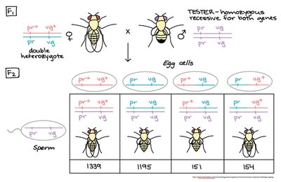 Drosophila fruit fly cross showing pr and vg gene linkage