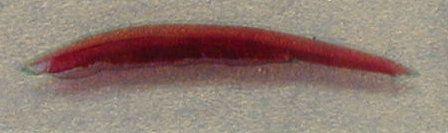 Drosophila embryo