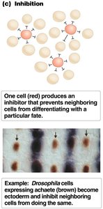 Inhibition: cell signaling and fate exclusion
