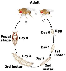 Drosophila embryogenesis stages